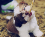 Shih Tzu Puppies For Sale Pilesgrove Pups